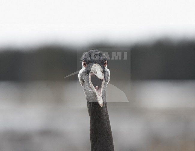 Common Crane adult calling; Kraanvogel volwassen roepend stock-image by Agami/Jari Peltomäki,