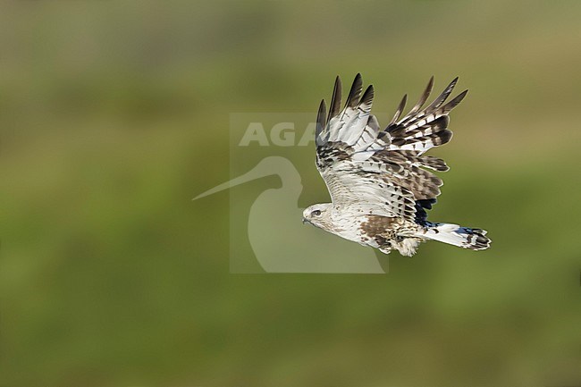 Adult American Rough-legged Hawk (Buteo lagopus kamtchatkensis) during summer on Seward Peninsula, Alaska, United States. stock-image by Agami/Brian E Small,