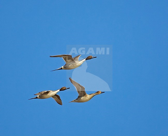 Pijlstaart in vlucht; Northern Pintail in flight stock-image by Agami/Markus Varesvuo,