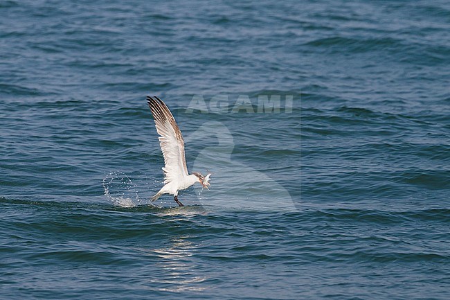 Caspian Tern - Raubseeschwalbe - Hydroprogne caspia, Oman, 2nd cy stock-image by Agami/Ralph Martin,