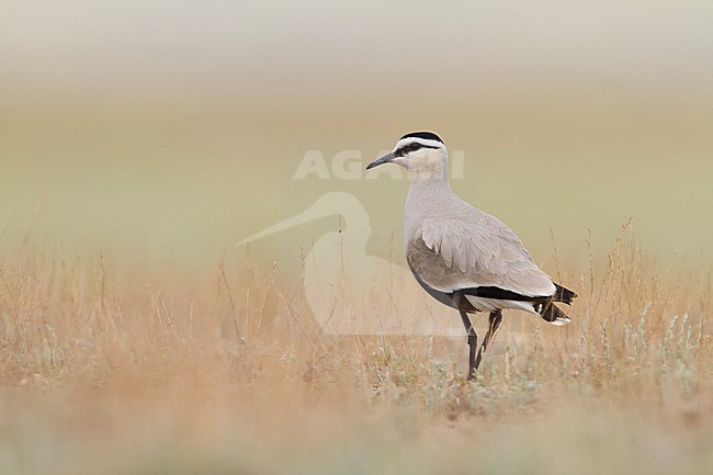 Sociable Lapwing - Steppenkiebitz - Vanellus gregarius, Kazakhstan, adult stock-image by Agami/Ralph Martin,