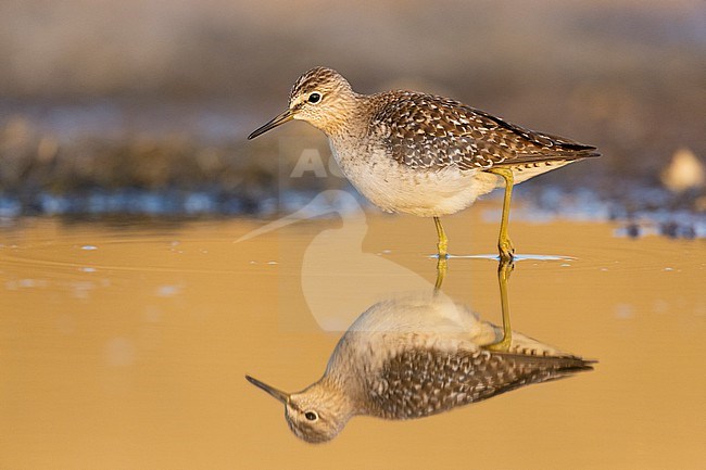 Wood Sandpiper (Tringa glareola), side view of an adult standing in the water, Campania, Italy stock-image by Agami/Saverio Gatto,