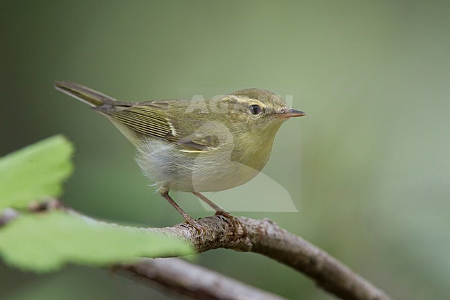 Groene Fitis op een tak; Green Warbler perched on a branch stock-image by Agami/Daniele Occhiato,