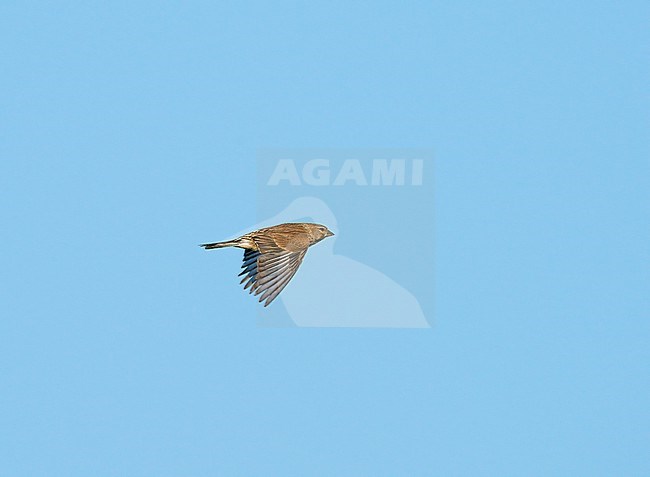 Female Common Linnet (Linaria cannabina) flying, migrating in blue sky in sideview stock-image by Agami/Ran Schols,