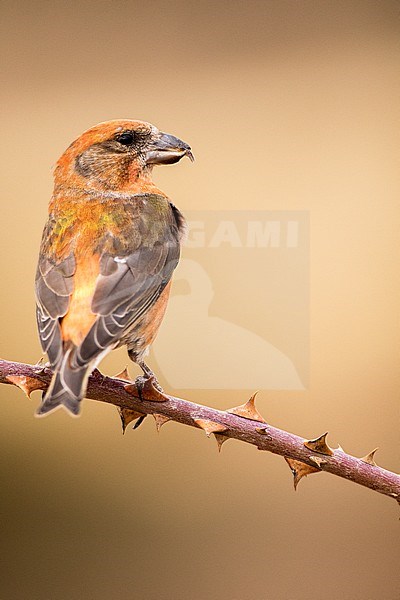 Red Crossbill, Kruisbek, Loxia curvirostra stock-image by Agami/Oscar Díez,