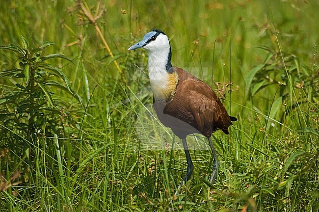 African Jacana with lilly:Lelie-loper met waterlelie stock-image by Agami/Roy de Haas,