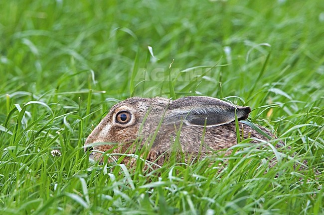 Europese Haas schuilend in het gras; European Hare hiding in the grass stock-image by Agami/Rob Olivier,