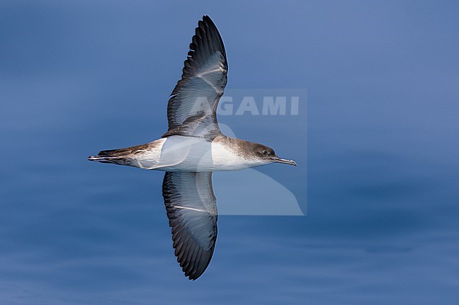 Yelkouan Shearwater (Puffinus yelkouan) in Italy. stock-image by Agami/Daniele Occhiato,