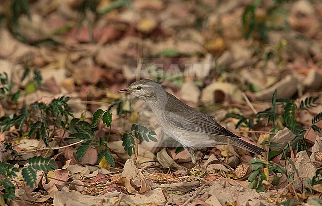 Willow Warbler (Phylloscopus trochilus), most likely subspecies yakutensis, during migration in Egypt in spring. stock-image by Agami/Edwin Winkel,