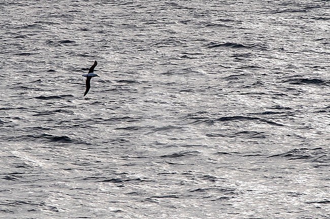 Flying Northern Royal Albatross (Diomedea sanfordi) at sea towards Chatham Islands, New Zealand. stock-image by Agami/Marc Guyt,