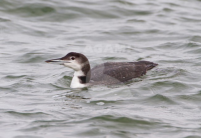 Adult winter IJsduiker, Adult winter Common Loon stock-image by Agami/Karel Mauer,
