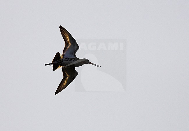 Grutto in vlucht; Black-tailed Godwit in flight stock-image by Agami/Menno van Duijn,