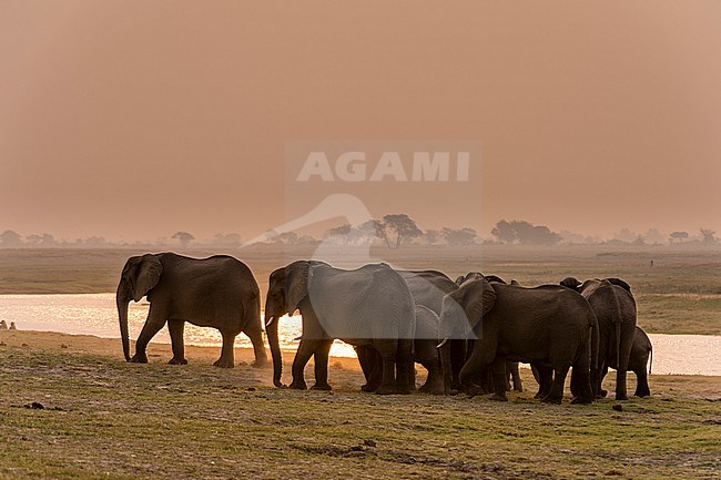 A herd of African elephants, Loxodonta africana, along the banks of Chobe River at sunset. Chobe National Park, Botswana. stock-image by Agami/Sergio Pitamitz,