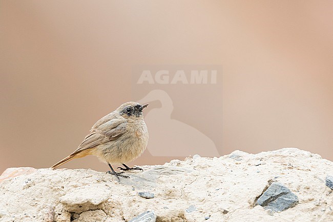 Black Redstart - Hausrotschwanz - Phoenicurus ochruros ssp. phoenicuroides, Kyrgyzstan, 2nd cy, male stock-image by Agami/Ralph Martin,