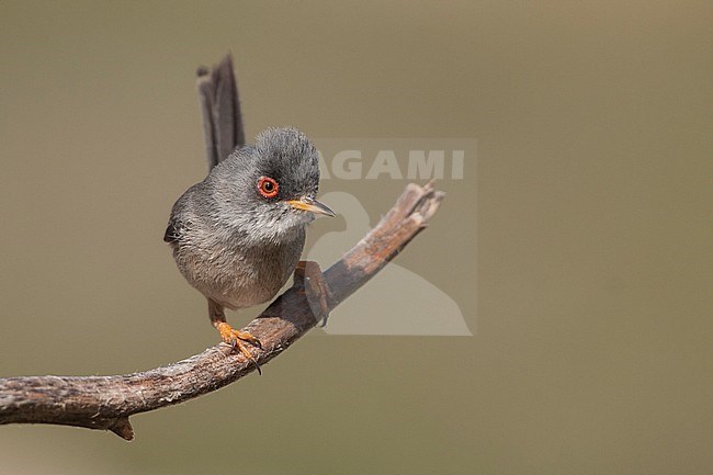 Balearische Grasmus, Balearic Warbler stock-image by Agami/Ralph Martin,