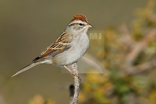 Adult non-breeding
Socorro Co., NM
December 2008 stock-image by Agami/Brian E Small,