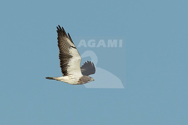 Adult Swainson's Hawk (Buteo swainsoni) in flight seen from the side. Flying against a blue sky as a background.
Galveston County, Texas, USA. stock-image by Agami/Brian E Small,