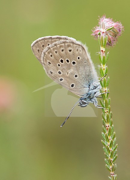 Gentiaanblauwtje op dophei / Alcon Blue on con underwood stock-image by Agami/Bas Mandos,