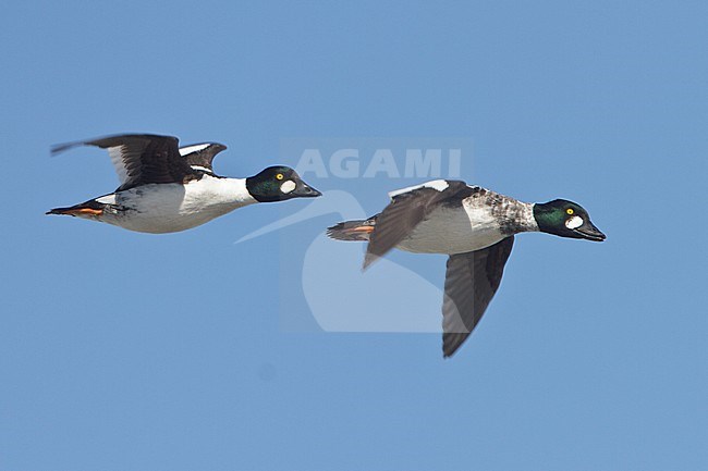 flying over the Hudson's Bay in Manitoba, Canada. stock-image by Agami/Glenn Bartley,