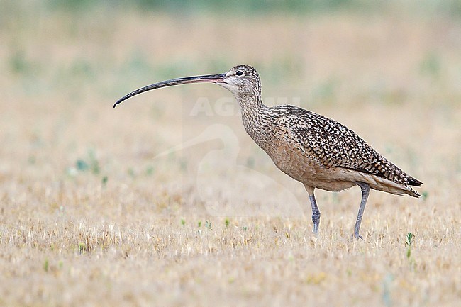 Adult breeding
Box Elder Co., UT
June 2013 stock-image by Agami/Brian E Small,