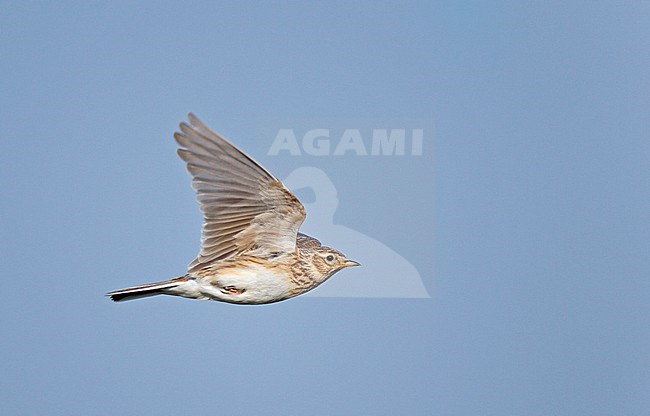 Eurasian Skylark (Alauda arvensis) in flight against a blue sky as a background. stock-image by Agami/Ran Schols,