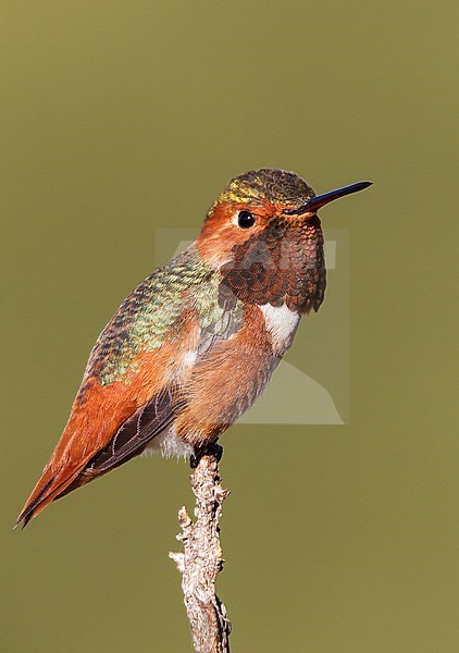 Adult male
Los Angeles Co., CA
January 2013 stock-image by Agami/Brian E Small,