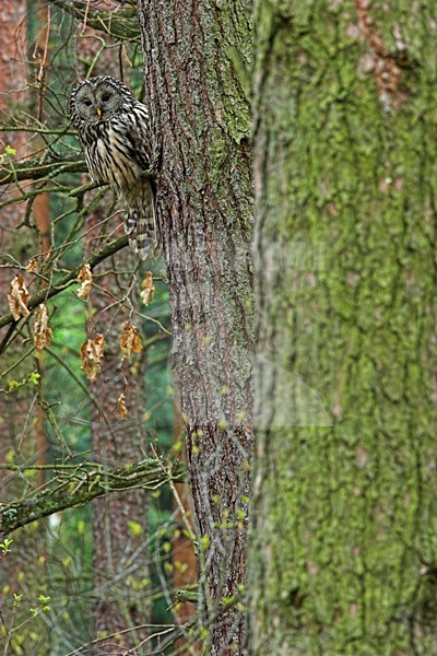 Oeraluil overdag in boom; Ural Owl in tree during daytima stock-image by Agami/Menno van Duijn,