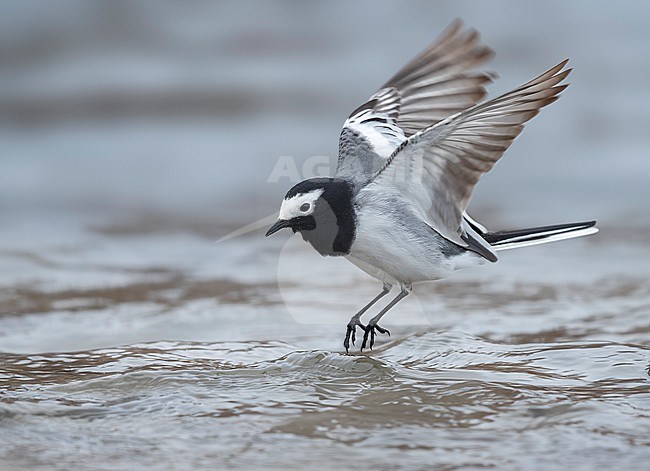 Masked wagtail, masked white wagtail (Motacilla personata, Motacilla alba personata), male sitting on a stone in the Indus River, side view, India, Ladakh, India. stock-image by Agami/Vincent Legrand,