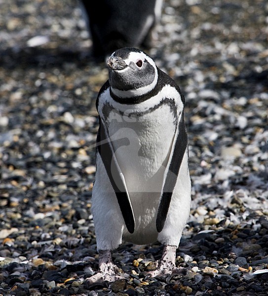 Magelhaenpinguin op het strand; Magellanic Penguin on the shore stock-image by Agami/Marc Guyt,