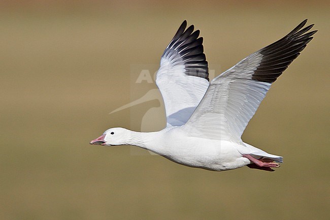 Snow Goose (Chen caerulescens) flying at the Bosque del Apache wildlife refuge near Socorro, New Mexico, USA. stock-image by Agami/Glenn Bartley,