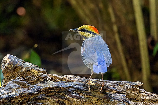 Female Blue Pitta (Hydrornis cyaneus) photographed from a hide at Kaeng Krachan NP, Thailand stock-image by Agami/David Monticelli,