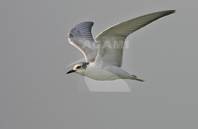 Juveniele Witwangstern in vlucht, Juvenile Whiskered Tern in flight stock-image by Agami/Markus Varesvuo,