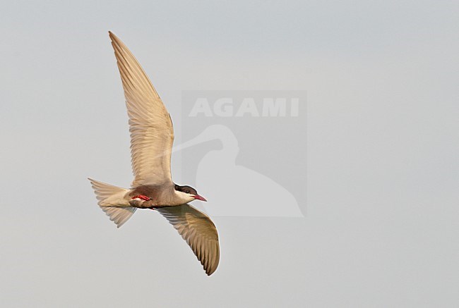 Volwassen Witwangstern in vlucht, Adult Whiskered Tern in flight stock-image by Agami/Markus Varesvuo,