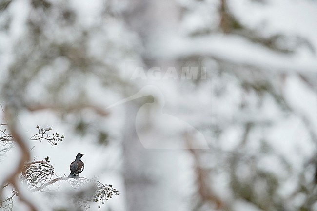 Capercaillie male (Tetrao Urogallus) Salla Finland February 2018 stock-image by Agami/Markus Varesvuo,