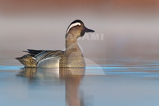 Displaying adult male Garganey (Anas querquedula) during spring migration on a lake in Italy. stock-image by Agami/Daniele Occhiato,
