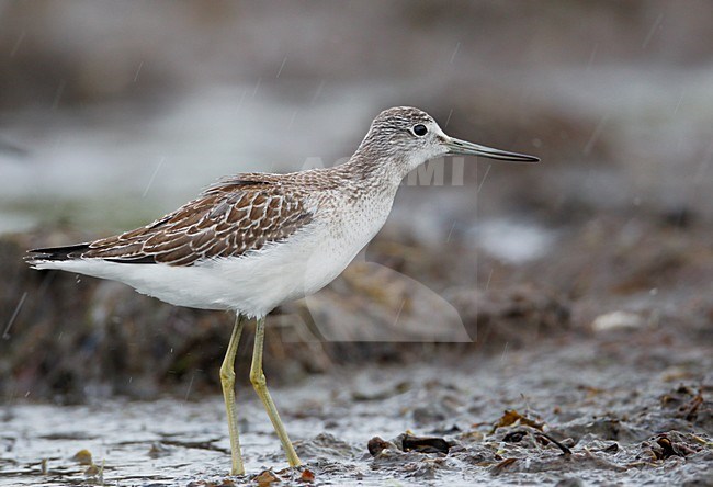 Juveniele Groenpootruiter in de regen; Juvenile Greenshank in the rain stock-image by Agami/Markus Varesvuo,