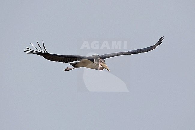 Flying adult marabou stork (Leptoptilos crumenifer) above Lake Albert in Uganda stock-image by Agami/Mathias Putze,
