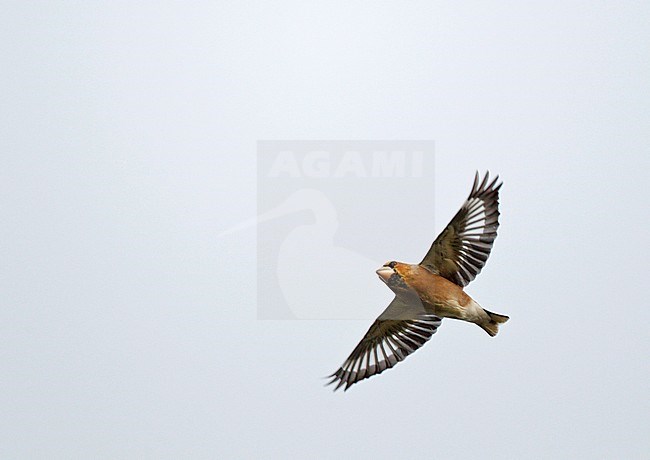 Hawfinch (Coccothraustes coccothraustes) migrating over the Netherlands. stock-image by Agami/Ran Schols,