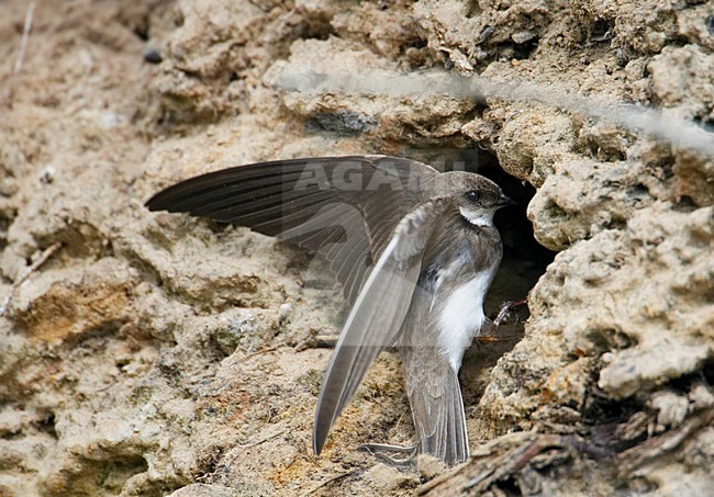 Oeverzwaluw bij nest; Sand Martin at nest entrance stock-image by Agami/Markus Varesvuo,
