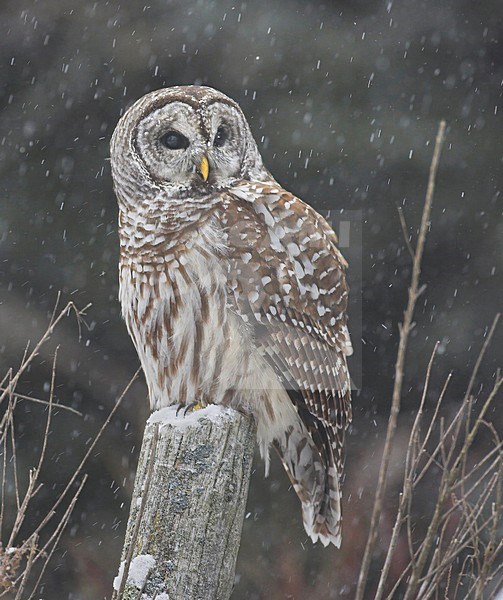 Gestreepte Uil zittend in de sneeuw; Barred Owl perched in the snow stock-image by Agami/David Hemmings,