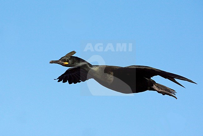 Volwassen Kuifaalscholver in de vlucht; Adult European Shag in flight stock-image by Agami/Markus Varesvuo,