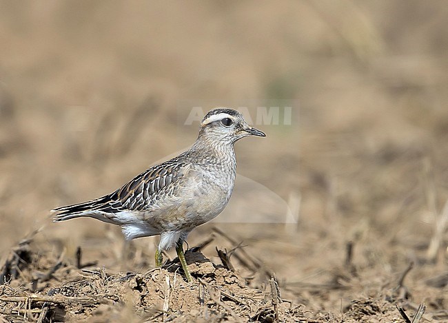 Immature Eurasian Dotterel (Charadrius morinellus) resting in an agricultural field in the Netherlands during migration time. stock-image by Agami/Kris de Rouck,