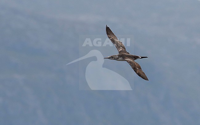 Side view of a 2cy Northern Gannet (Morus bassanus) in flight, photo above. Norway stock-image by Agami/Markku Rantala,