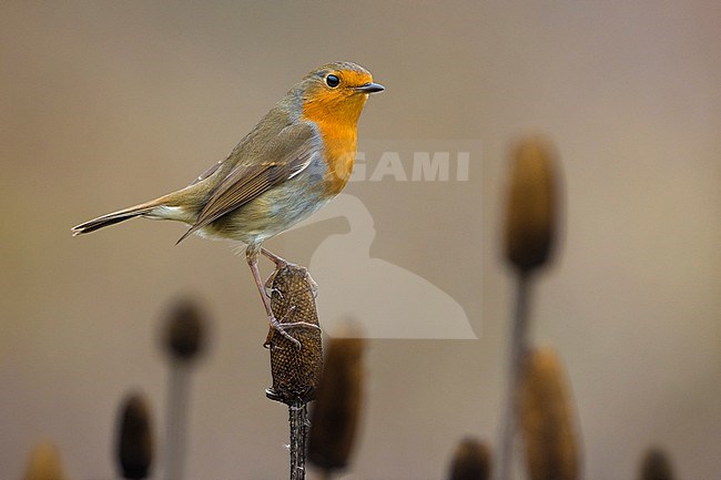 European Robin, Erithacus rubecula, in Italy. stock-image by Agami/Daniele Occhiato,