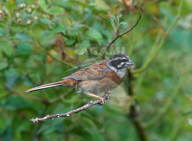 Weidegors; Meadow Bunting stock-image by Agami/Mike Danzenbaker,