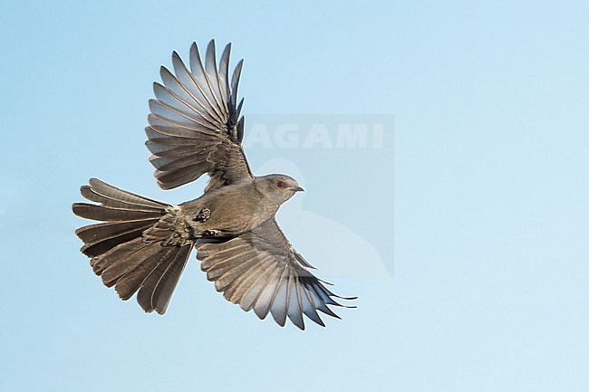 Adult female
San Diego Co., CA
January 2022 stock-image by Agami/Brian E Small,