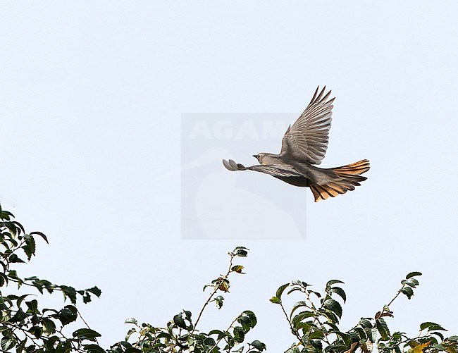 Red-throated Thrush (Turdus ruficollis) during autumn migration in Mongolia. stock-image by Agami/Dani Lopez-Velasco,