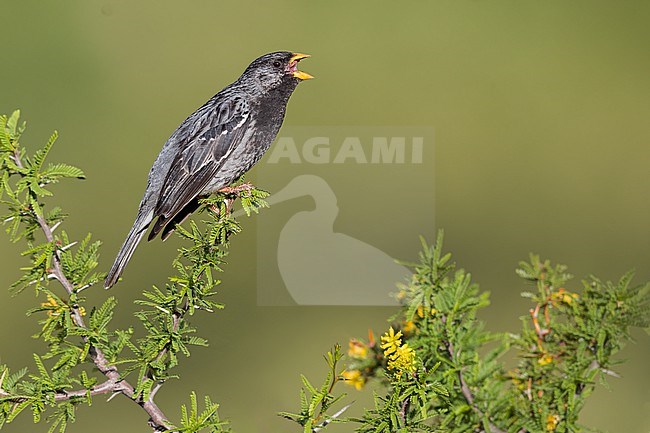 Mourning Sierra Finch (Rhopospina fruticeti) Perched on a branch in Argentina stock-image by Agami/Dubi Shapiro,