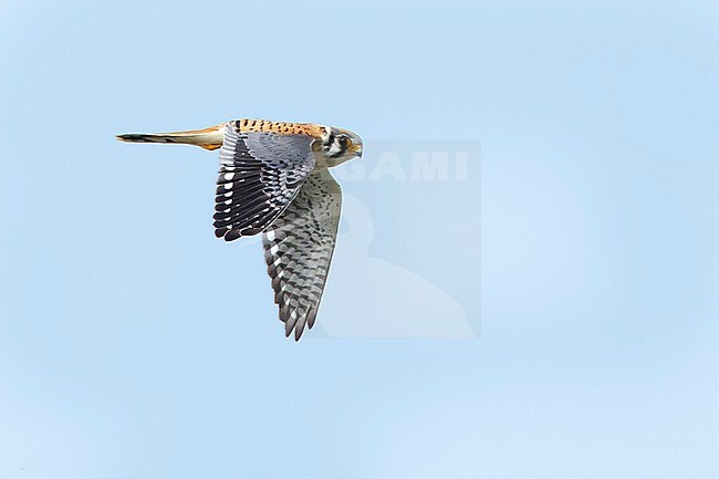 Adult male American Kestrel, Falco sparverius
Chambers Co., Texas
October 2017 stock-image by Agami/Brian E Small,