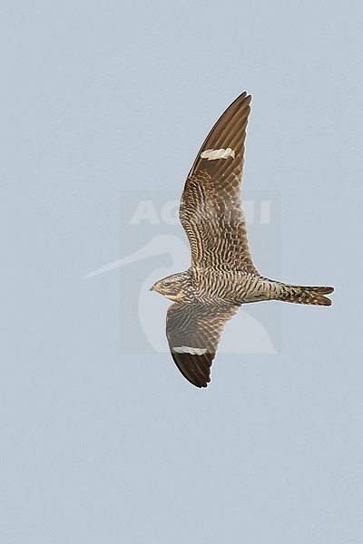 Adult female Common Nighthawk (Chordeiles minor) in flight during daytime over Deschutes County, Oregon, USA. stock-image by Agami/Brian E Small,